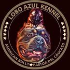 Criadero Lobo Azul Kennel